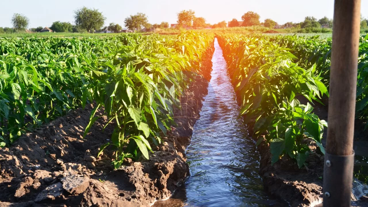 Types of Irrigation- Flow and Lift Irrigation Full Details
