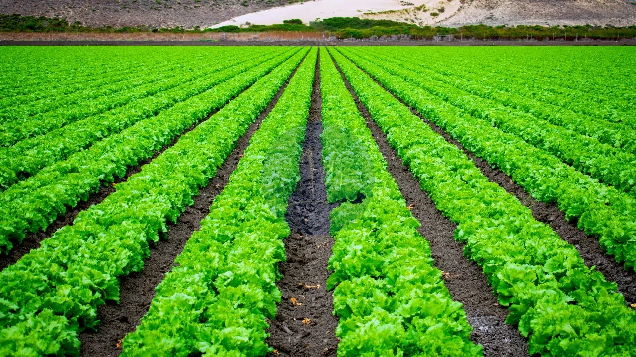Furrow Irrigation Method – Types and Advantages Unlocked